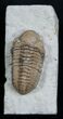 Small Outstretech Kainops Trilobite - Oklahoma #1879-2